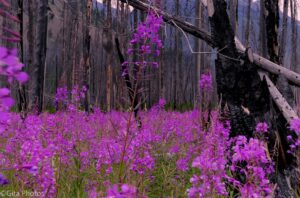 Fireweed-in-the-Forest-300x198.jpg