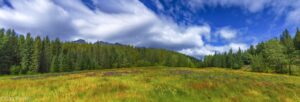 Meadow-with-Wildflowers-300x102.jpg