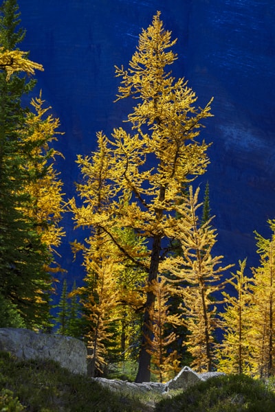 Decorating with Art from Banff and the Canadian Rockies