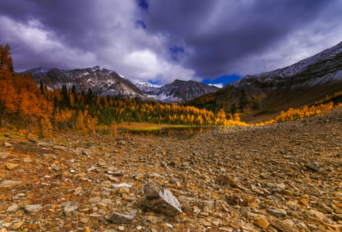 Tarn & Larch in the Alpine